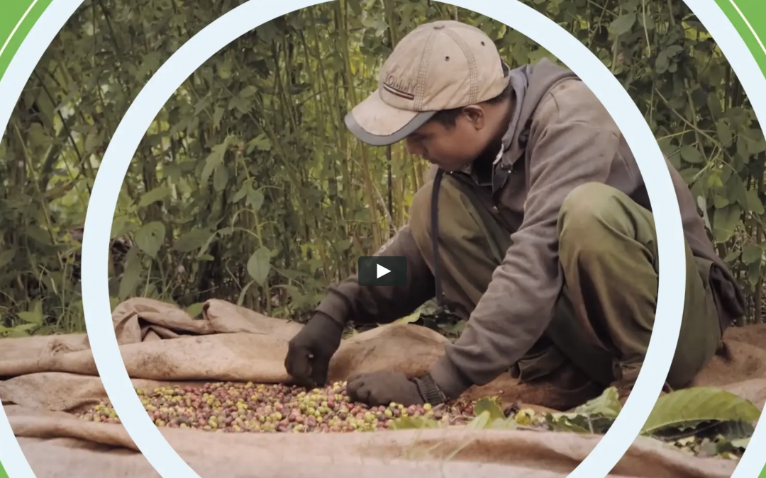 Global Programme Climate Change and Environment video